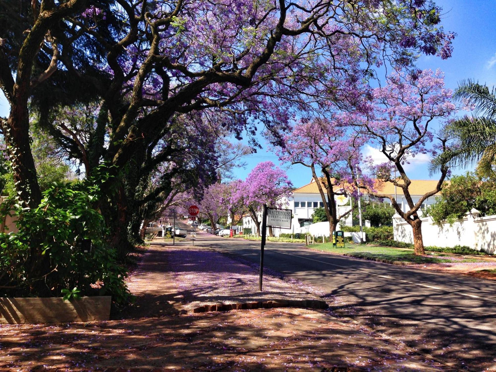 Waterhouse Guest Lodge In Muckleneuk Pretoria-Noord Εξωτερικό φωτογραφία
